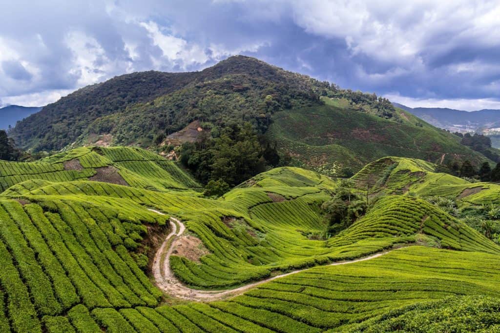 Malaysian Extravaganza — image 2